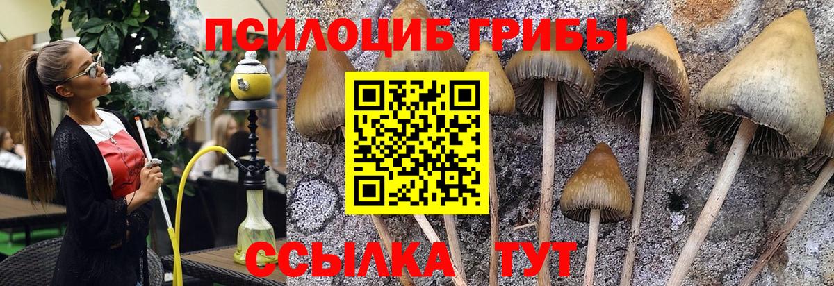 Псилоцибиновые грибы Cubensis  Вход с VPN  Галлюциногенные грибы прущие грибы  Узловая 